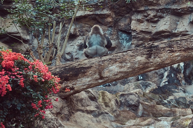 Odenwald Buddhas Weg – Sehenswürdigkeiten und Wandertipps rund um Buddhas Weg